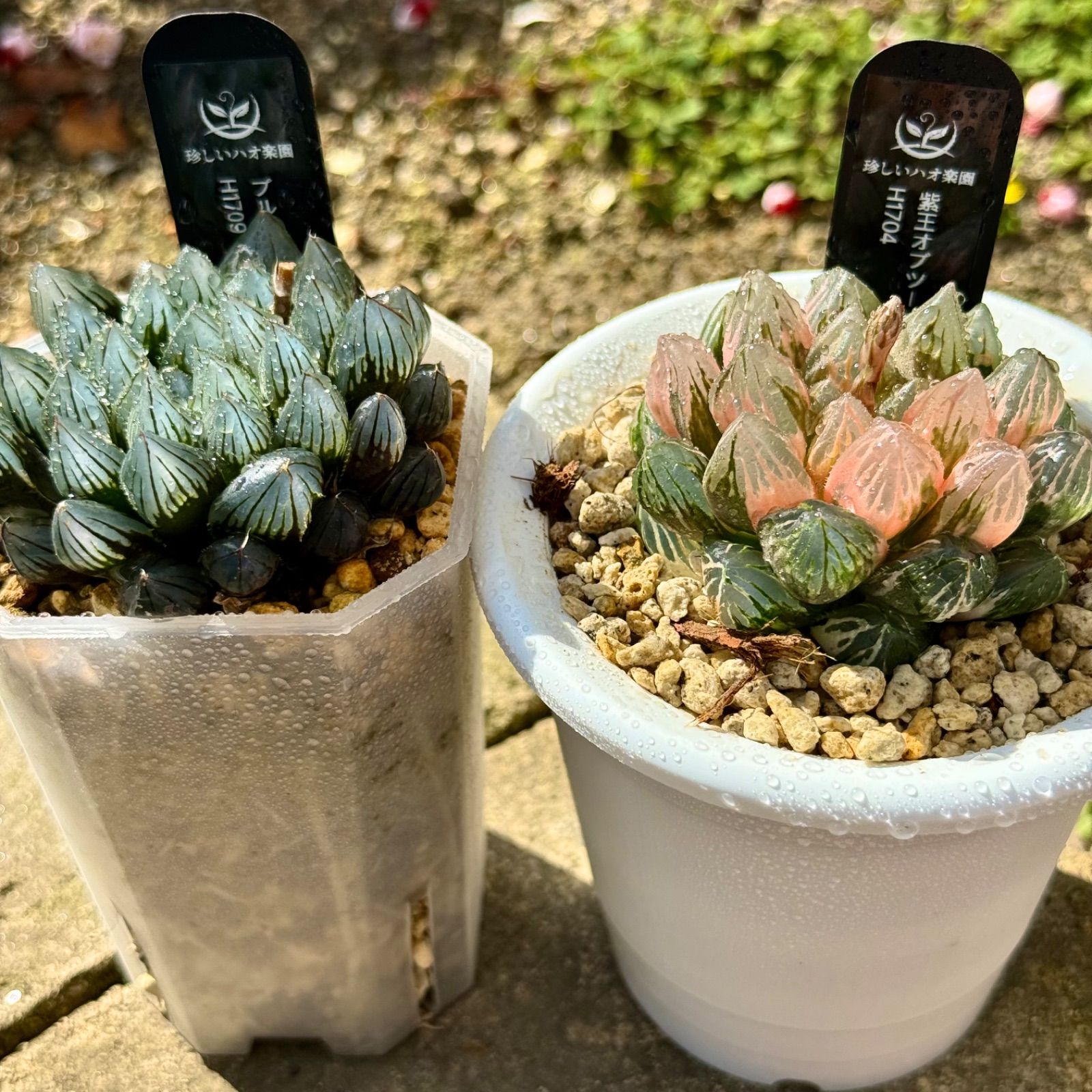 【個数限定】8月のおすすめ12品種セット「スリラーパール&原種レッドエボニー…」 個数限定】8月のおすすめ12品種セット「スリラーパール&原種レッド