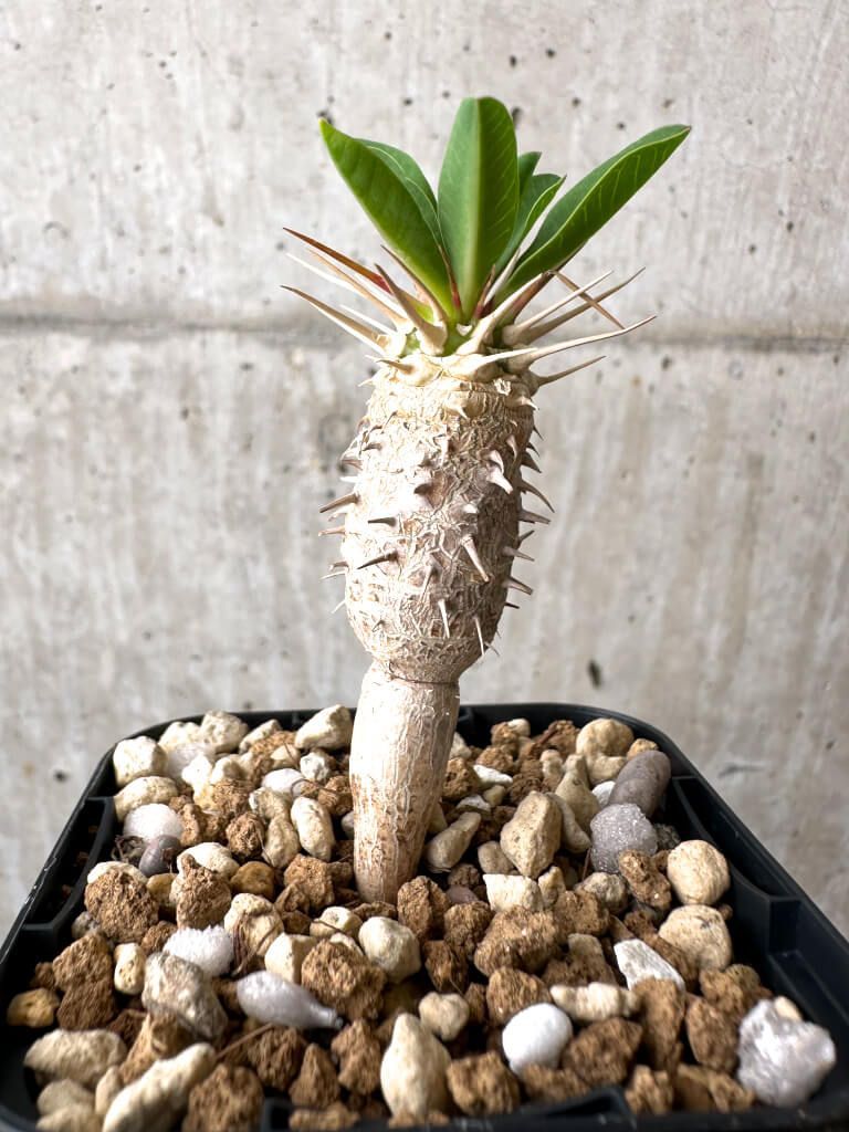 現品限り】ユーフォルビア・ギラウミニアナ【AB46】 Euphorbia