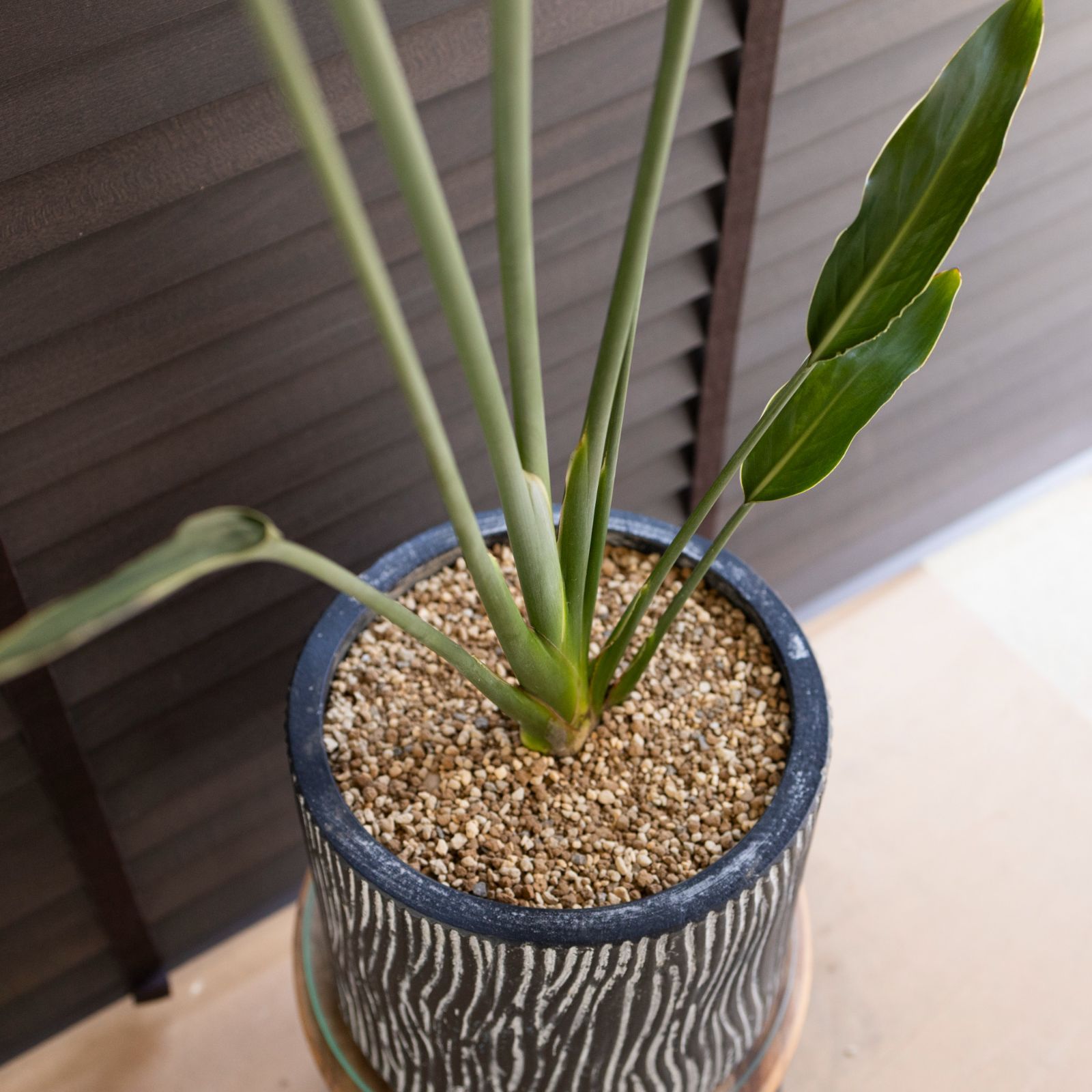 【現品】ストレチア・ノンリーフ(ストレリチア・ユンケア）9号鉢　TR番 現品・現物】ストレチア・ノンリーフ(ストレリチア・ユンケア