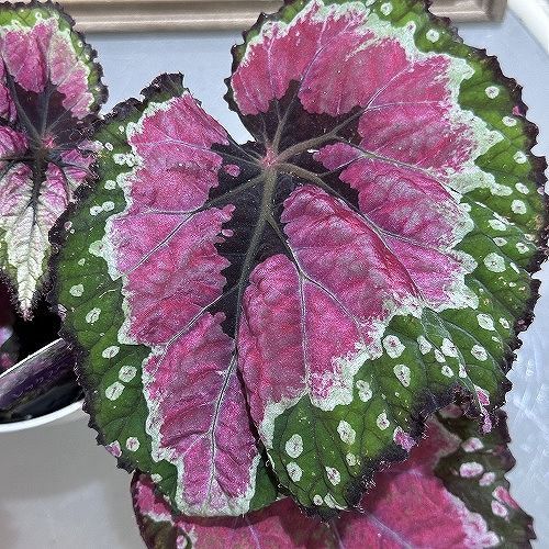 観葉植物 レックスベゴニア メリークリスマス 4号(白鉢)(個体