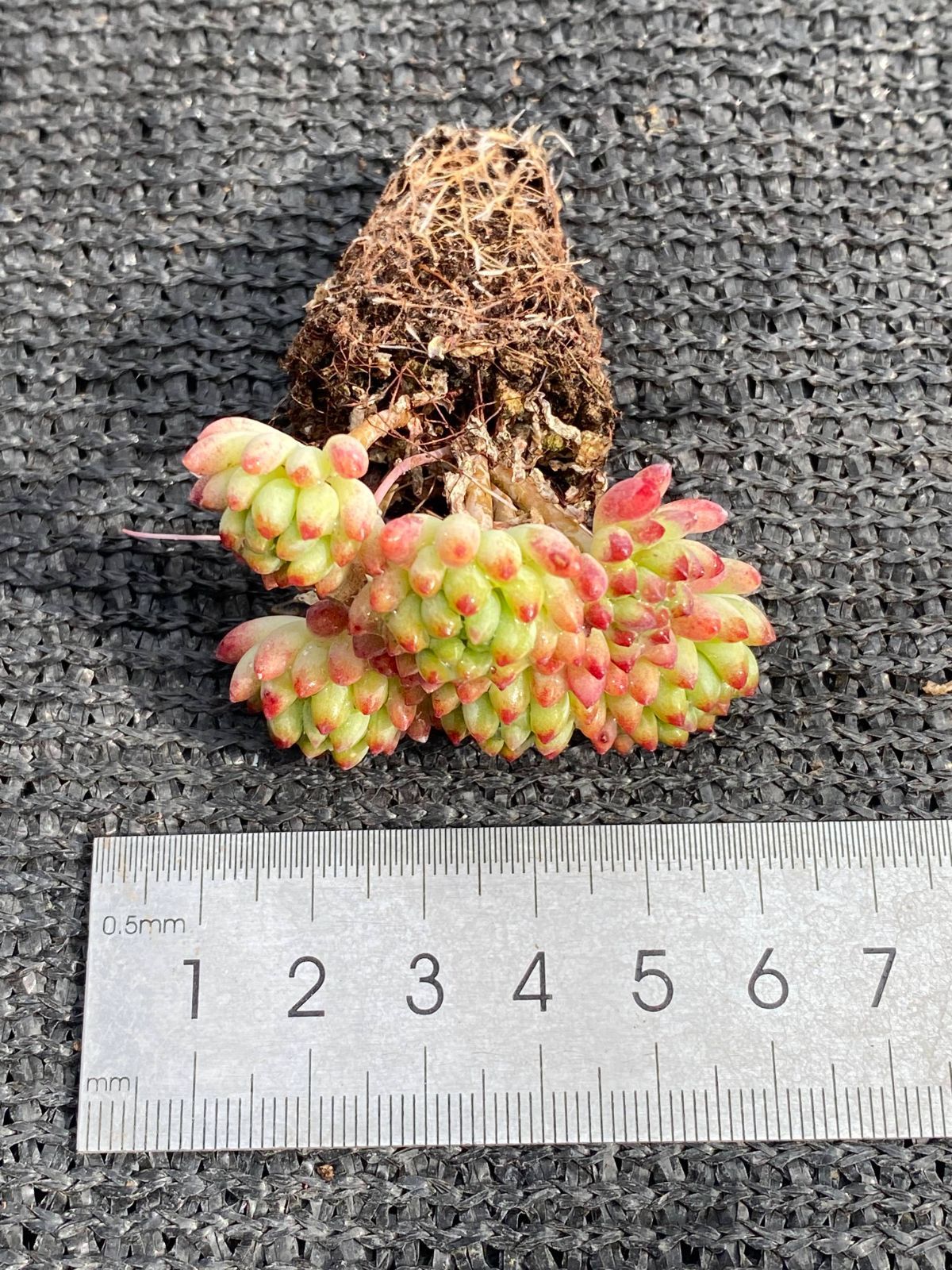 新入荷