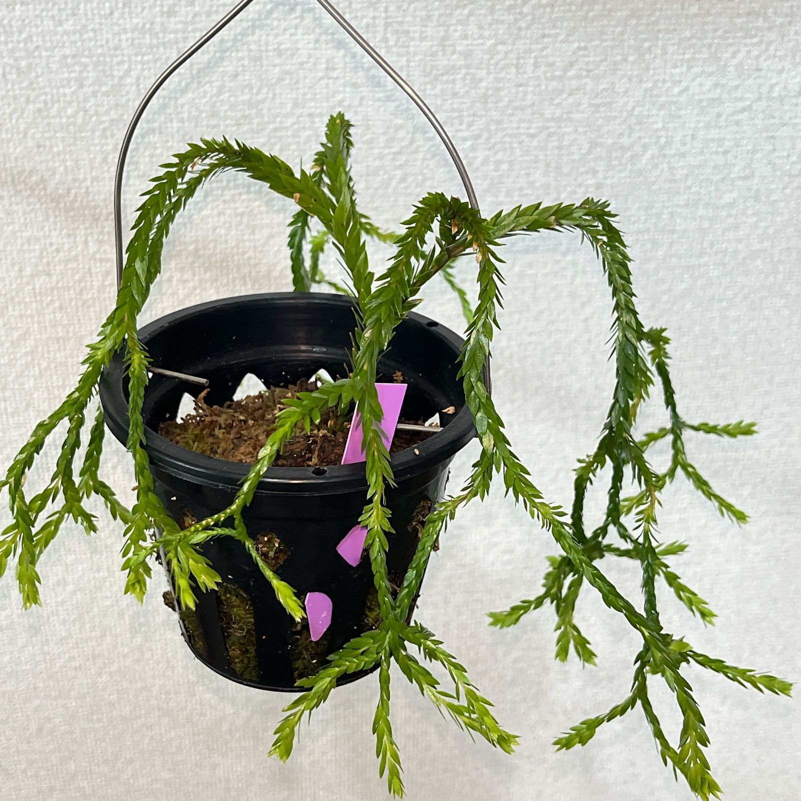 フペルジア トライアングル サトゥール