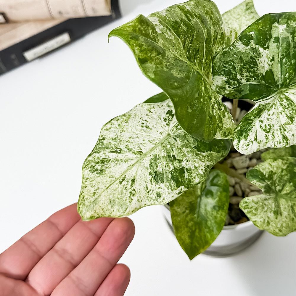 PLANCHU 観葉植物 アロカシア オドラ バティック 4号鉢 受け皿付き