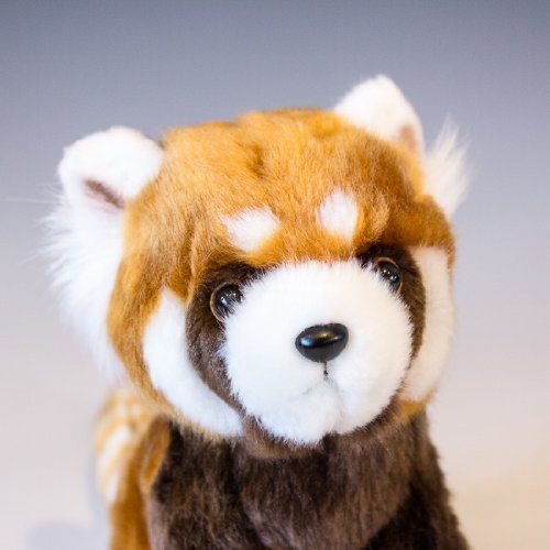 レッサーパンダぬいぐるみ 新着商品】レッサーパンダ ぬいぐるみ リアル 20905 たけのこ