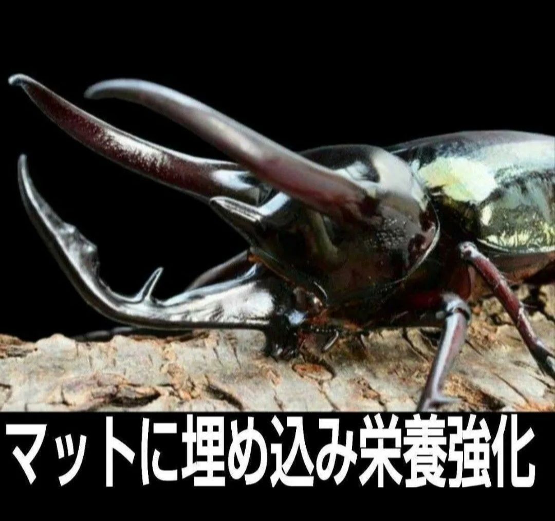 カブトムシ幼虫の栄養強化に抜群！椎茸菌床ブロック【2個セット】丸ごと発酵マットに埋め込むと幼虫が潜り込みモリモリ食べます！クヌギ100％原料使用 -  メルカリ