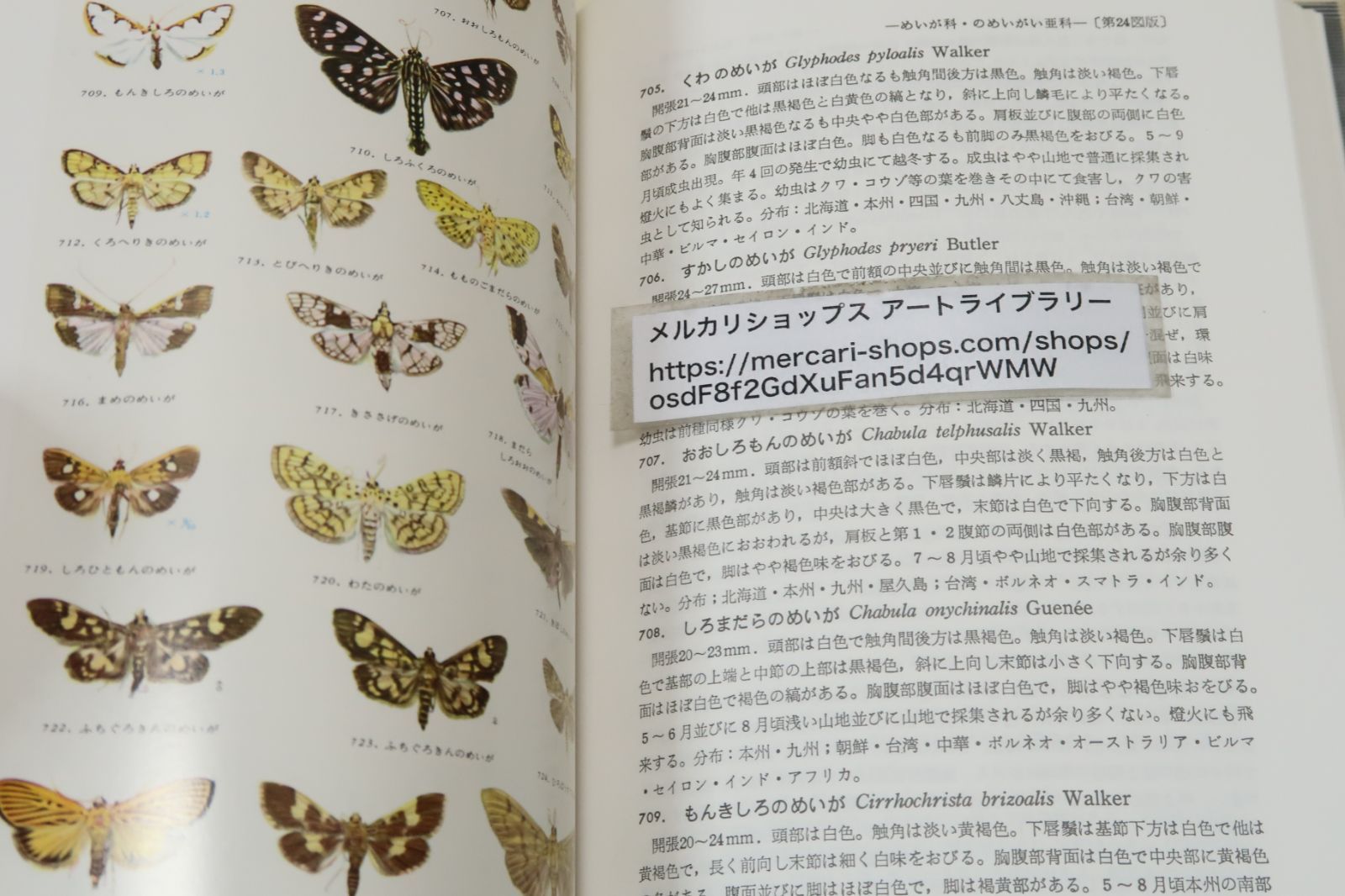 NIKE スノーボードブーツ 22.5cm 原色日本蛾類図鑑・2冊・Moths of Japan in Color/江崎悌三/本書で