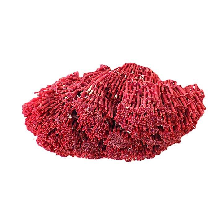 珊瑚 サンゴ サンゴ礁 珊瑚礁 置物 パイプオルガン珊瑚 魚用品 XL
