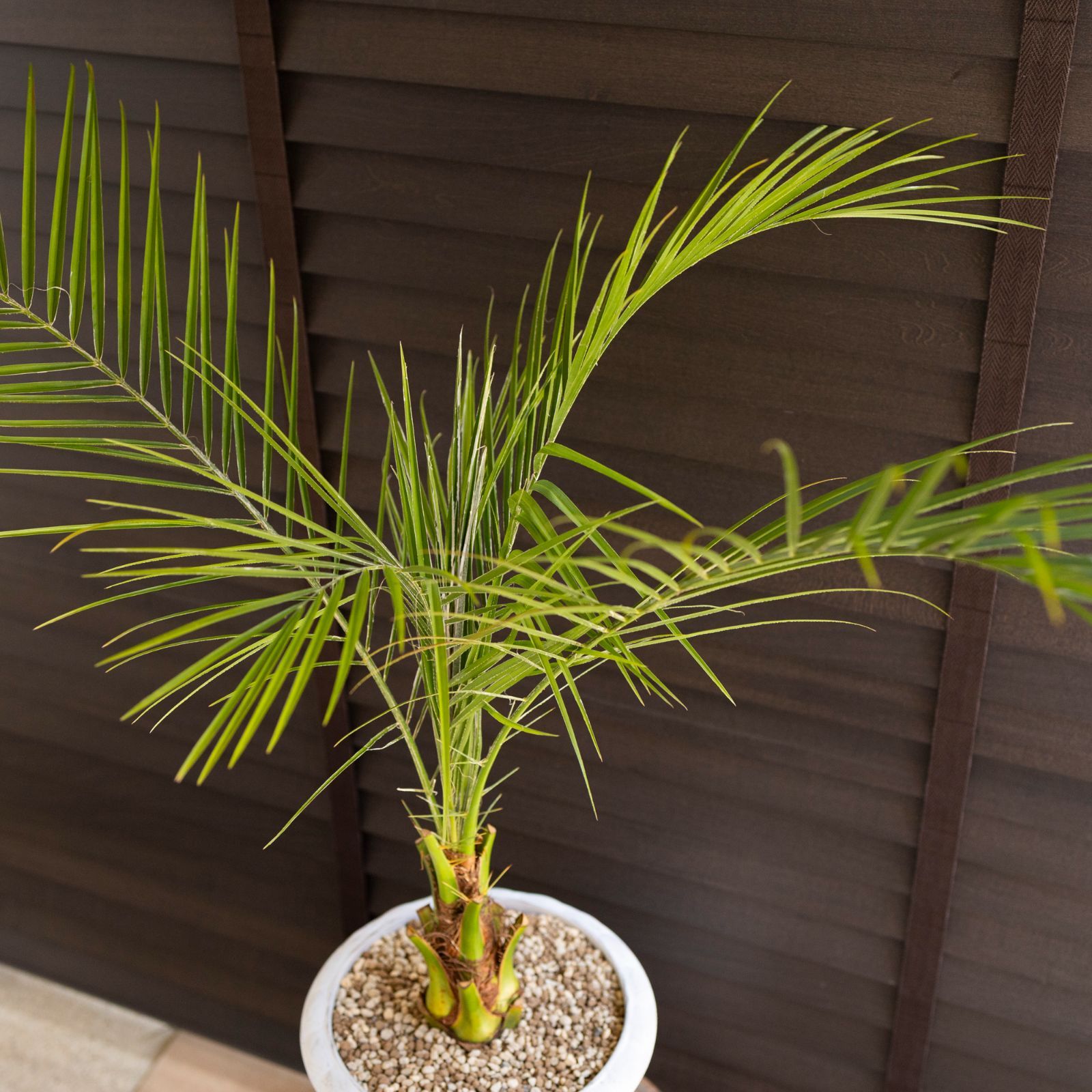 観葉植物 フェニックスロベレニー 【現品】ロべ/フェニックス 
