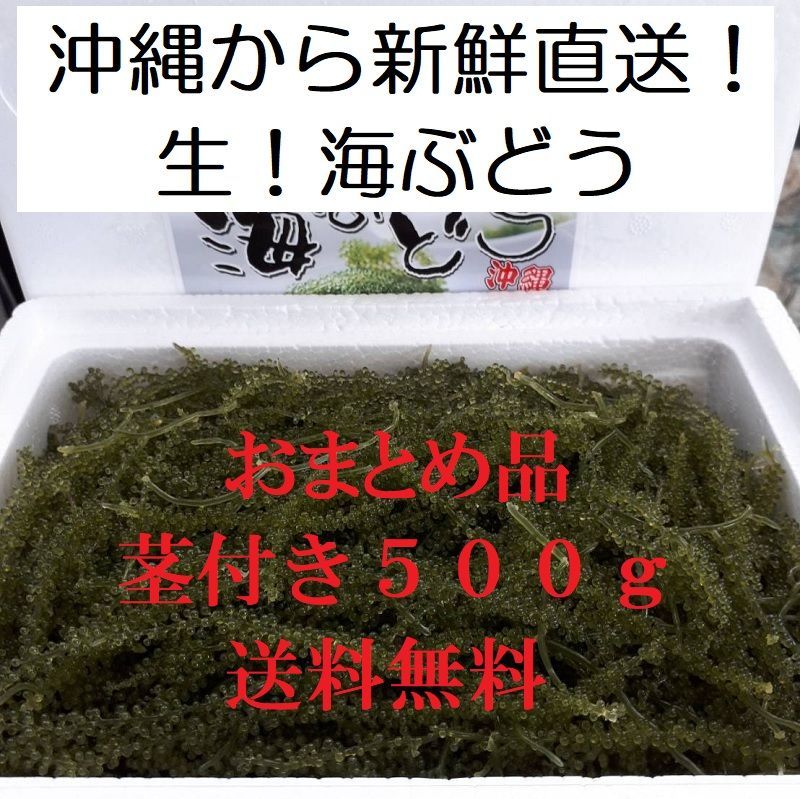 トレフォイル 【沖縄県産】生海ぶどう 茎なしたっぷり500g ☆タレ5p