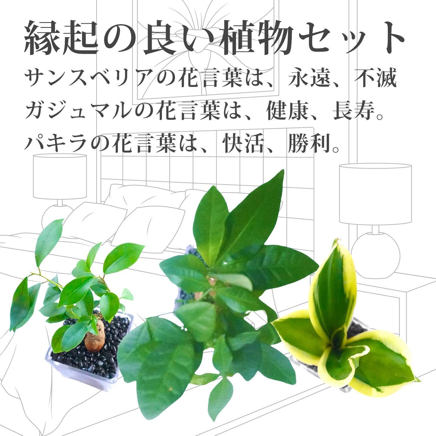3鉢セット