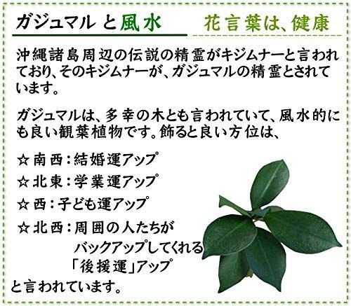 ゼオライト植え
