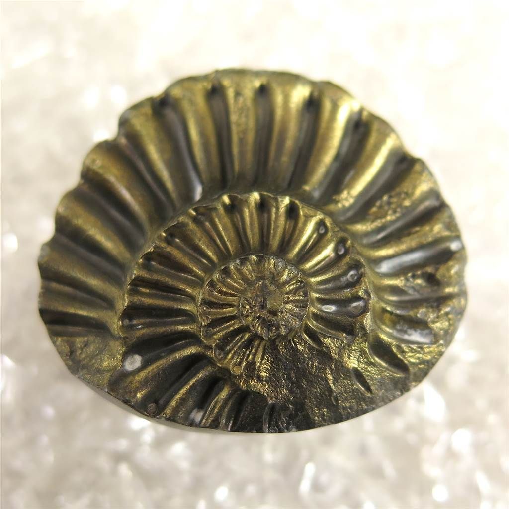 アンモナイト パイライト 化石 9.3g