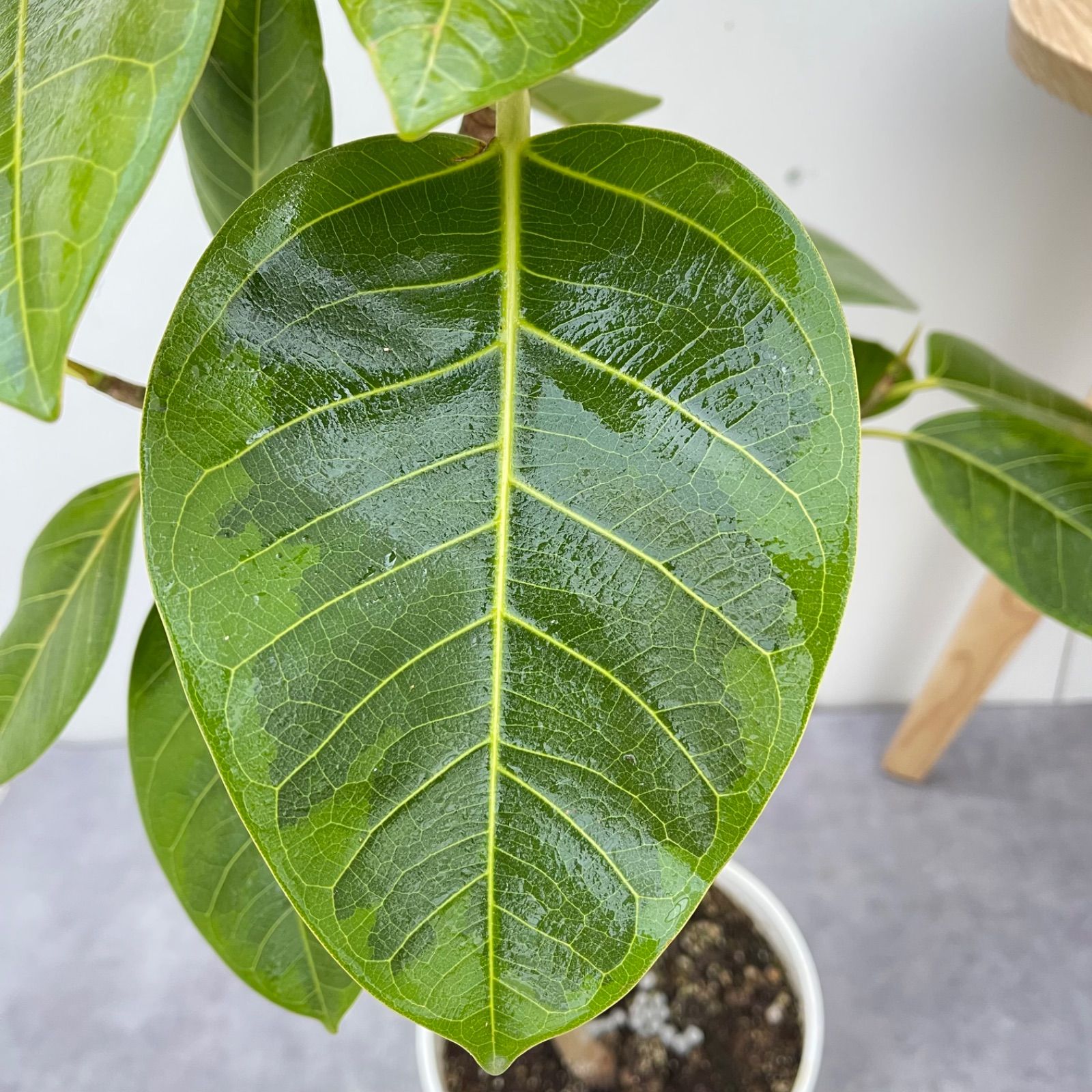 フィカス　アルテシマ　9 フィカス ストア アルテシマ 曲がり 9【現品】観葉植物 室内 現品］9番