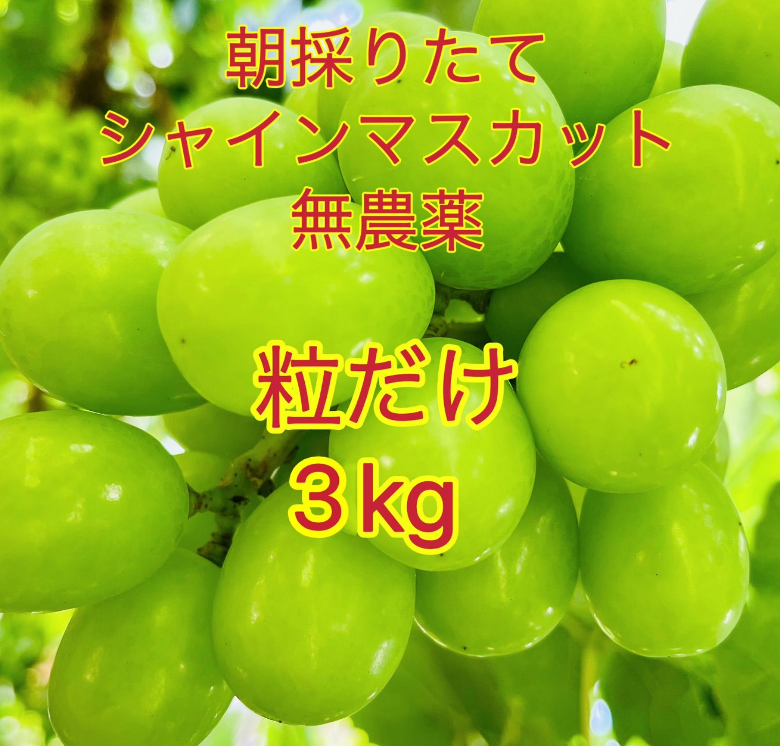 岡山シャインマスカット無農薬粒だけ3kg高糖度完熟家庭用