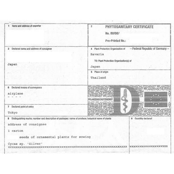 入荷 20粒 サイカスs シルバー タイシルバー 植物検疫証明書あり