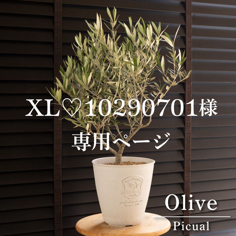 オリーブ様専用
