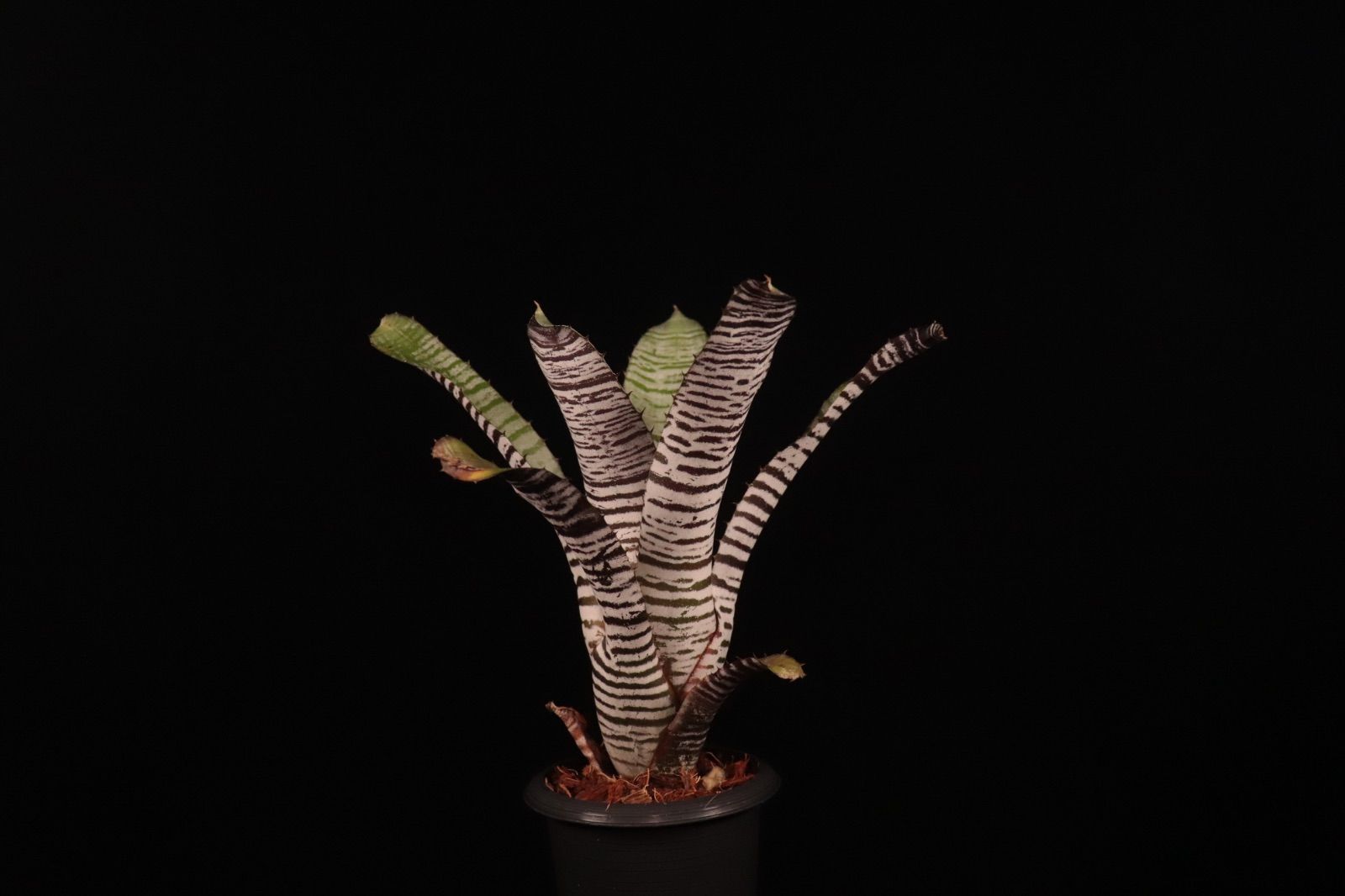 Aechmea 'DeLeon's Chantinii'〔エクメア〕A175 送料無料】Aechmea 'DeLeon's Chantinii'〔エクメア〕現品発送A175