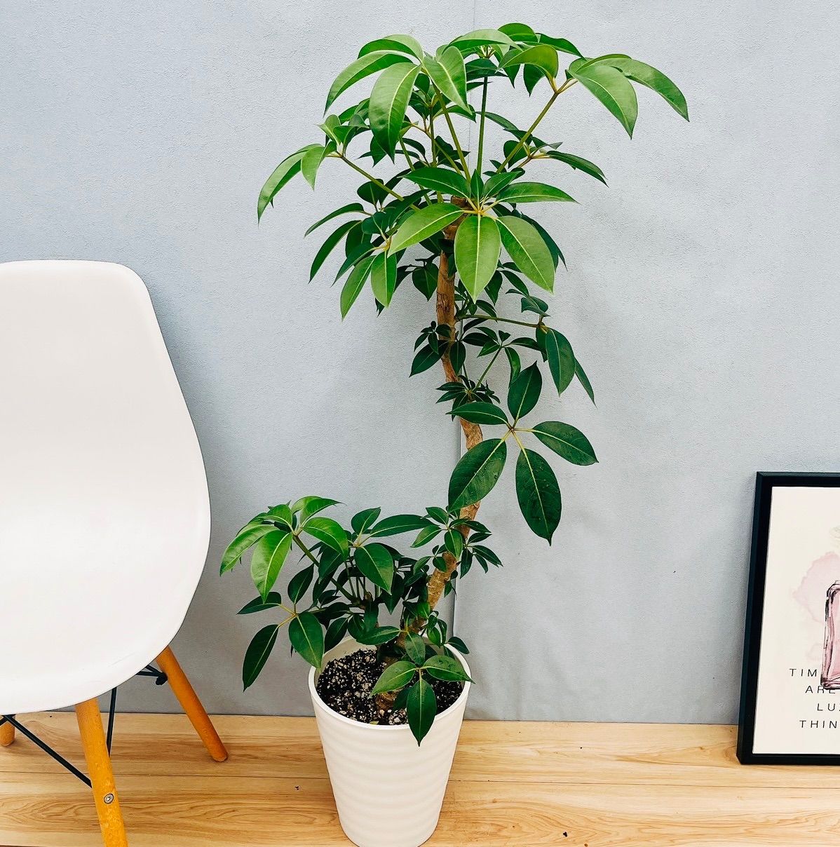 11c ハオルチア　多肉植物　スプリング錦糊斑　自家繁殖 11c ハオルチア 多肉植物 スプリング錦糊斑 自家繁殖