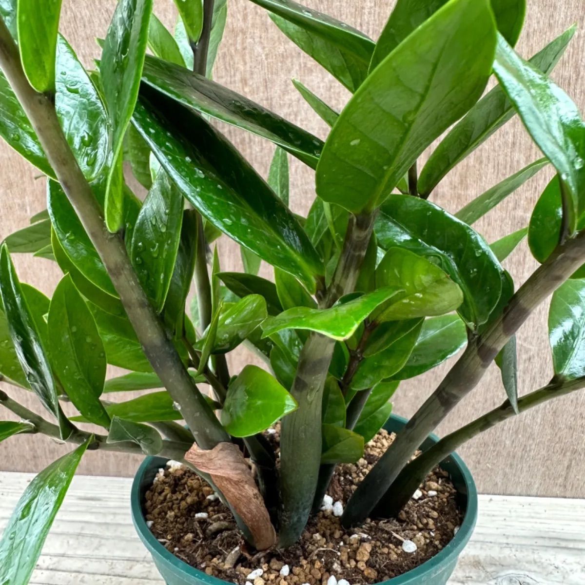 ザミオクルカス ザミフォーリア④ Zamioculcas zamiifolia 観葉植物 観葉 植物 珍奇植物 珍奇 珍しい 珍奇 レア 希少  インテリア プレゼント おしゃれ かわいい ミニ 小さい おうち時間 グリーン アートプランツ - メルカリ