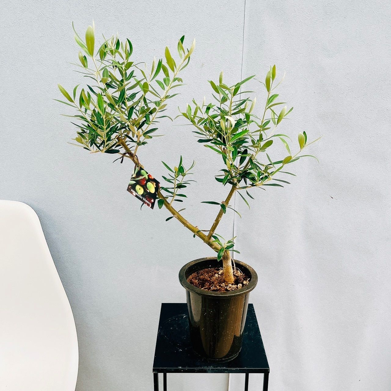現品］14番 創樹 オリーブ ネバディロブランコ 5号 観葉植物