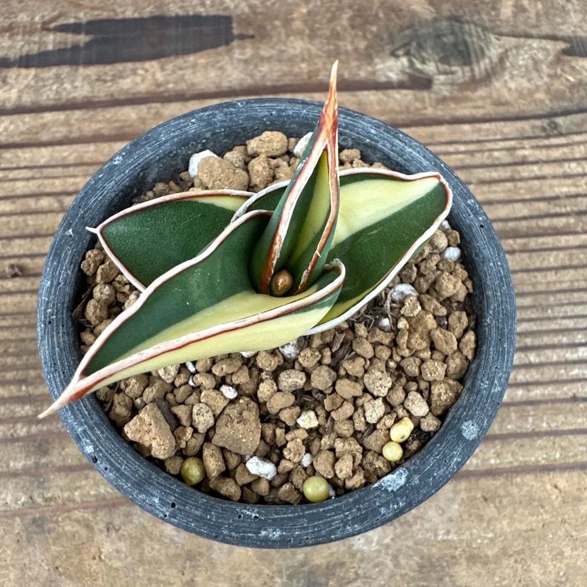 サンセベリア ロリダ 斑入り Sansevieria rorida variegated キング