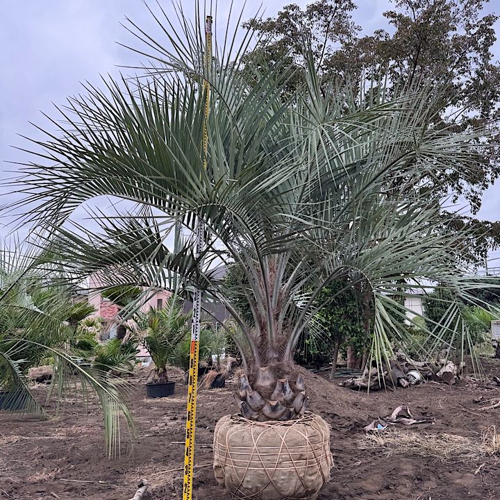 ココスヤシ mp0228-768x1024.jpg