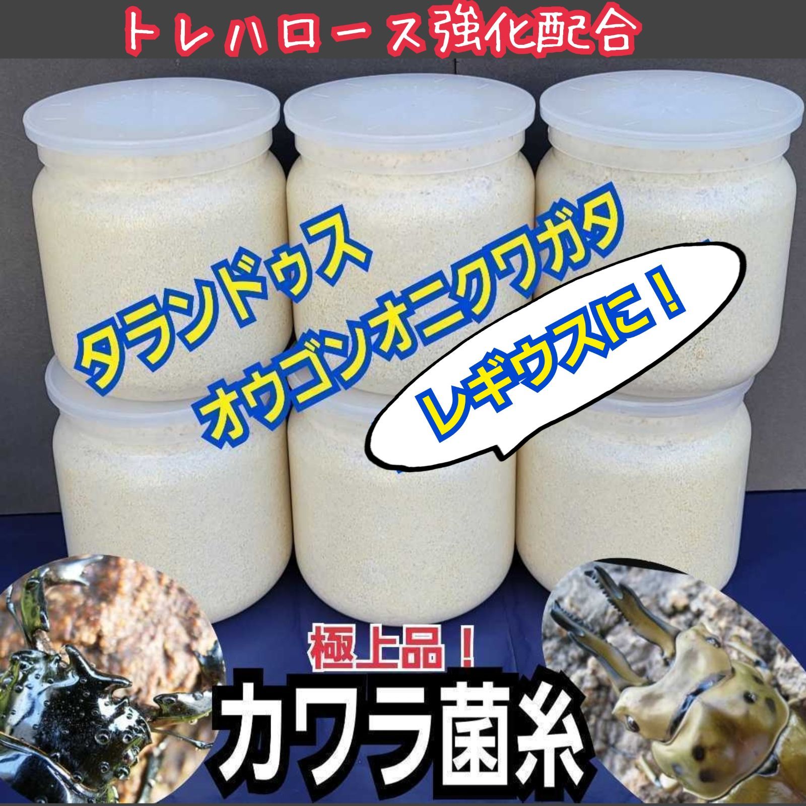 昆虫用品 極上！カワラタケ菌糸瓶【10本セット】タランドゥス