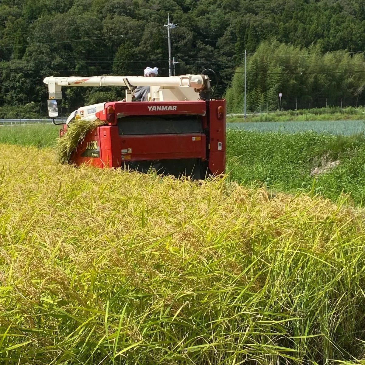 新米【丹波篠山コシヒカリ】白米/20㎏ 令和5年産〈単一原料米〉食味値