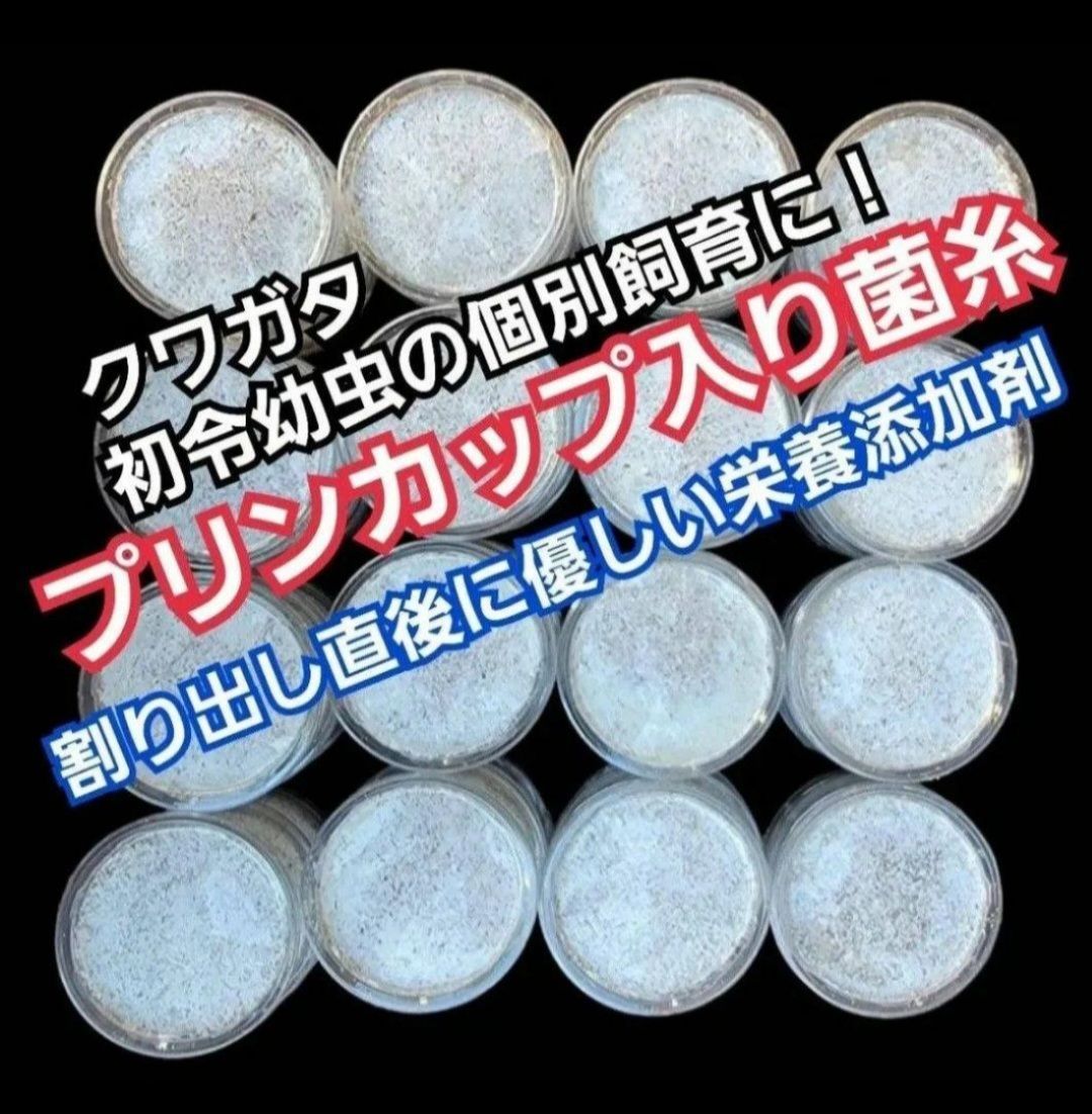 ニジイロ ヒラタ