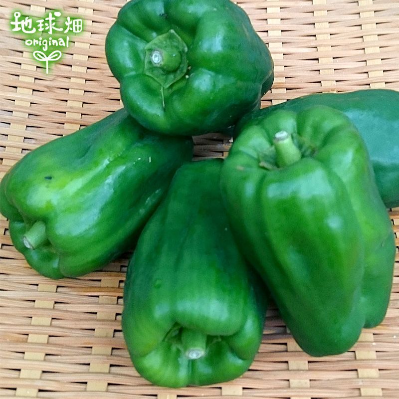 朝獲れ新鮮☀️高知県産ピーマン12.5キロ送料込み　安心安全の減農薬栽培✨ ピーマン 有機栽培 10kg 鹿児島県産 熊本県産 有機JAS 農薬