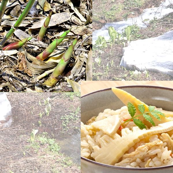 春の味覚 山の幸