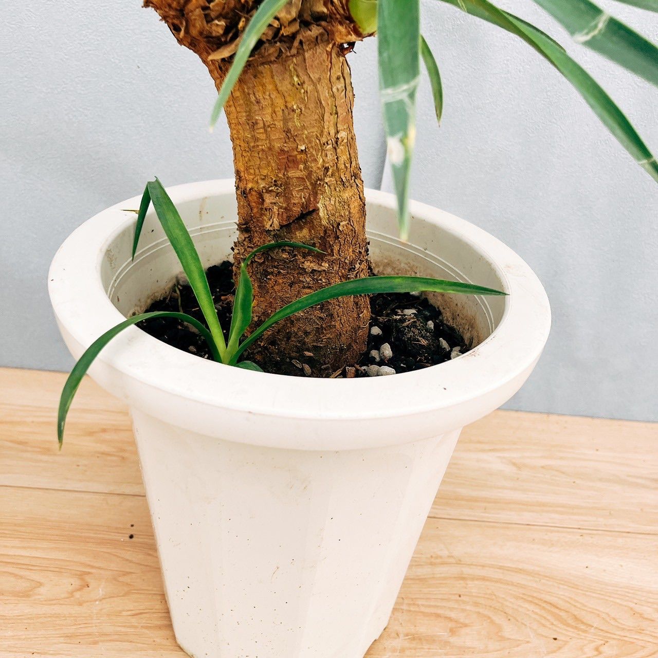 ［現品］【希少】ユッカ　アロイフォリア　8号　観葉植物　室内　レア　千寿蘭 現品］【希少】ユッカ アロイフォリア 8号 観葉植物 室内 レア