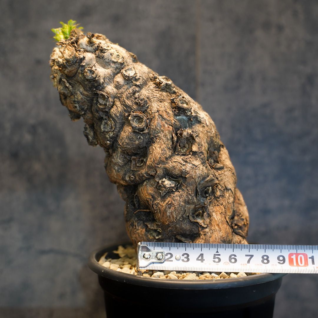 ムランジーナ発根済塊根植物