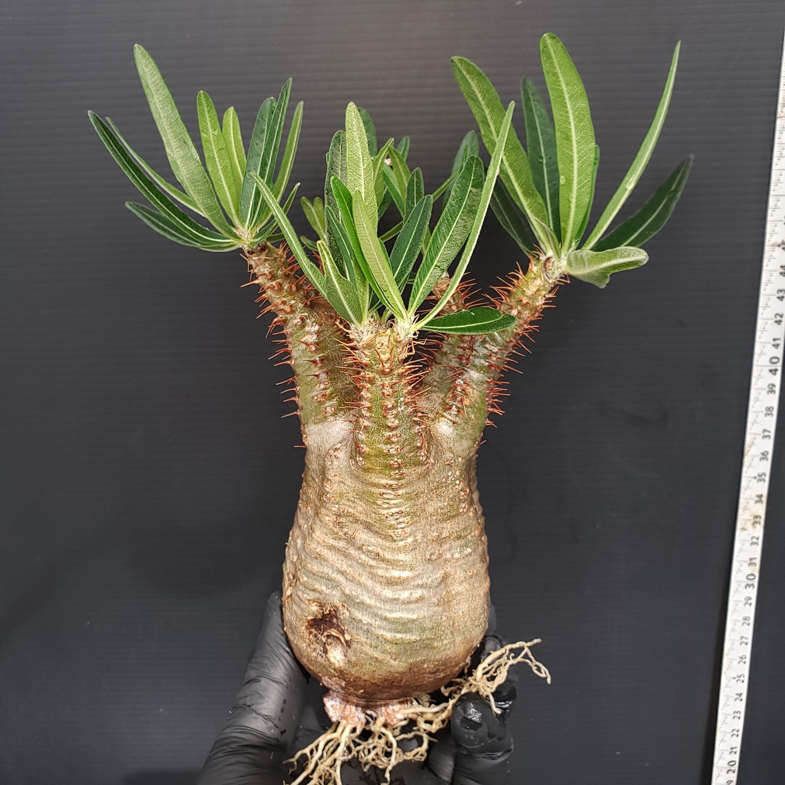 P279【自社養生・発根株】Pachypodium グラキリス（MS）（現地球