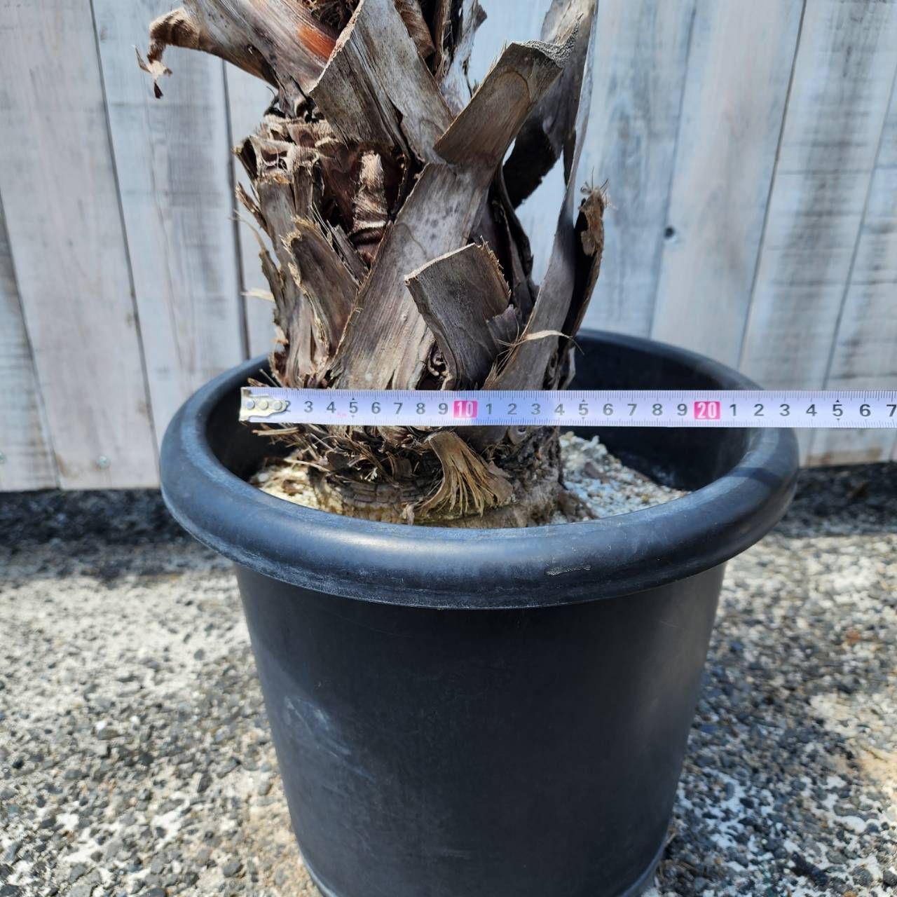 アロカシア バンビーノ ピンク斑入り Alocasia Bambino pink