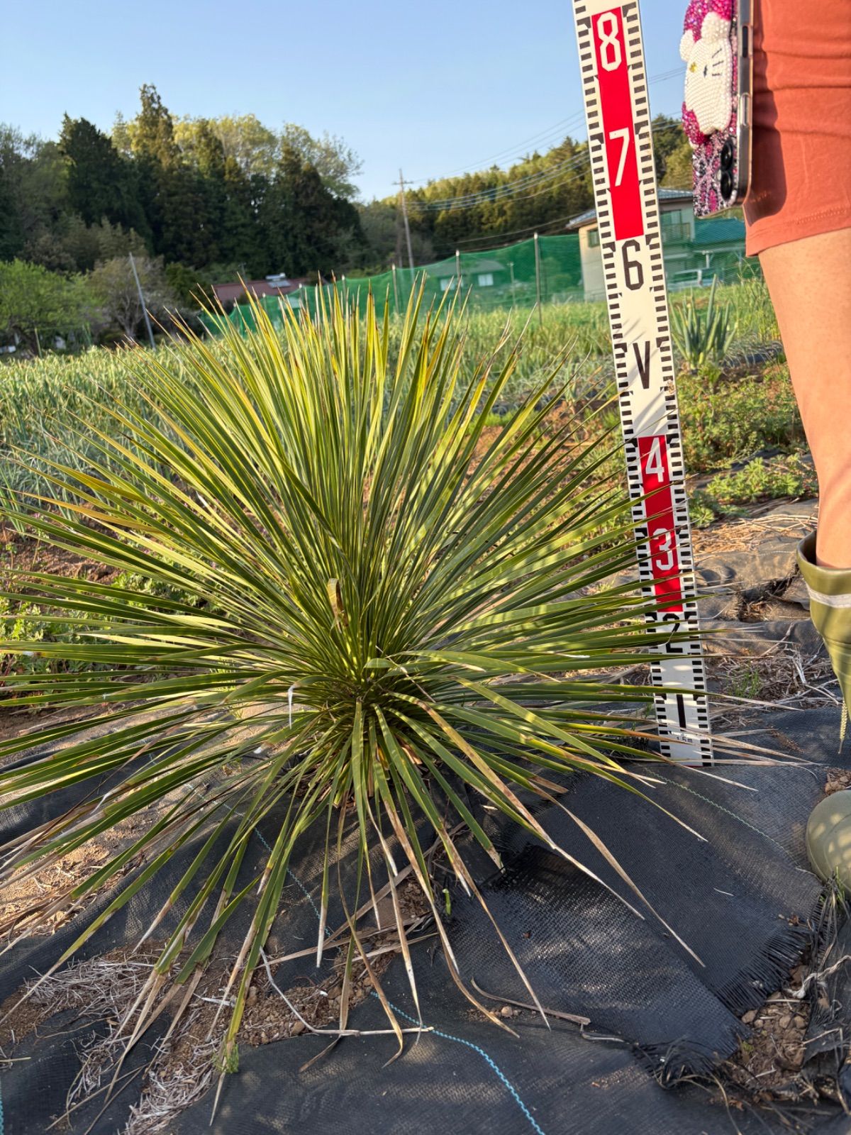 ロストラータ ①②③抜き苗発送 suikaユッカロストラータ 実生株8株