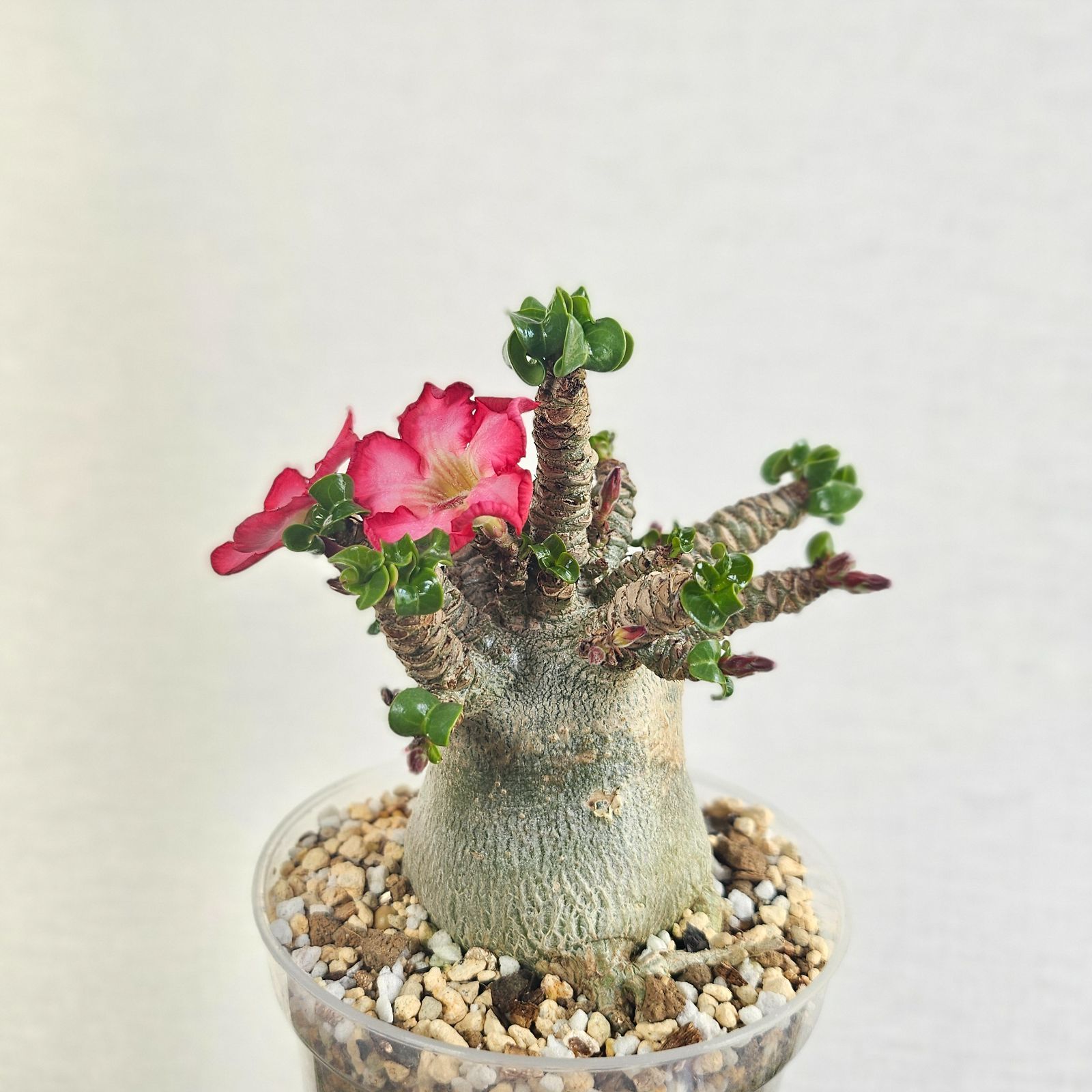 ②《 Adenium Arabicum D.H.A》アデニウム アラビカム 獅子葉