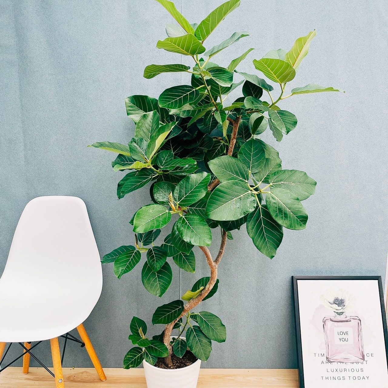 ［現品］【希少】☆おしゃれ☆ 13番 フィカス グランディス 曲がり 8号 観葉植物 室内 大型 レア ゴムの木