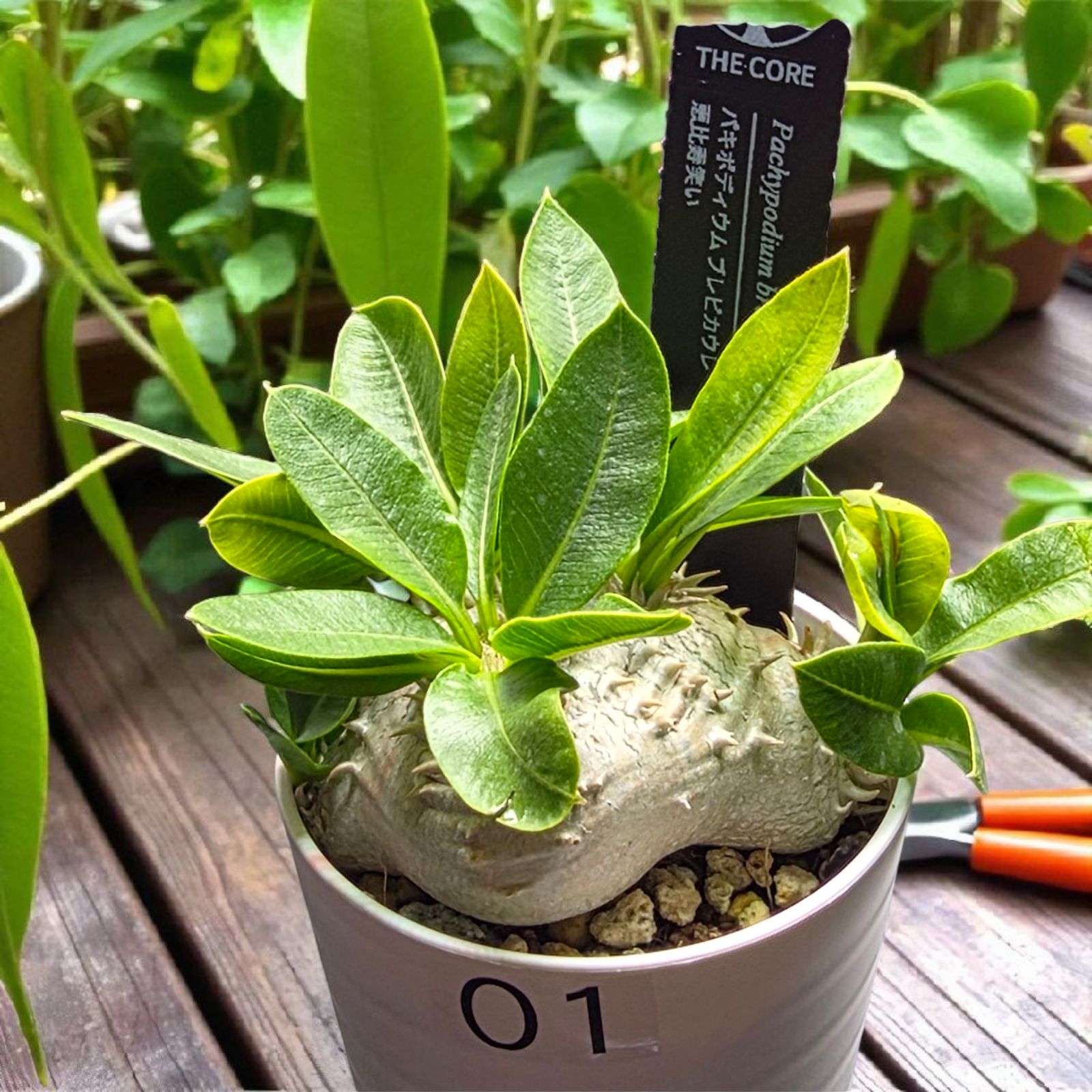 良形・人気種】パキポディウム・ブレビカウレ “恵比寿笑い