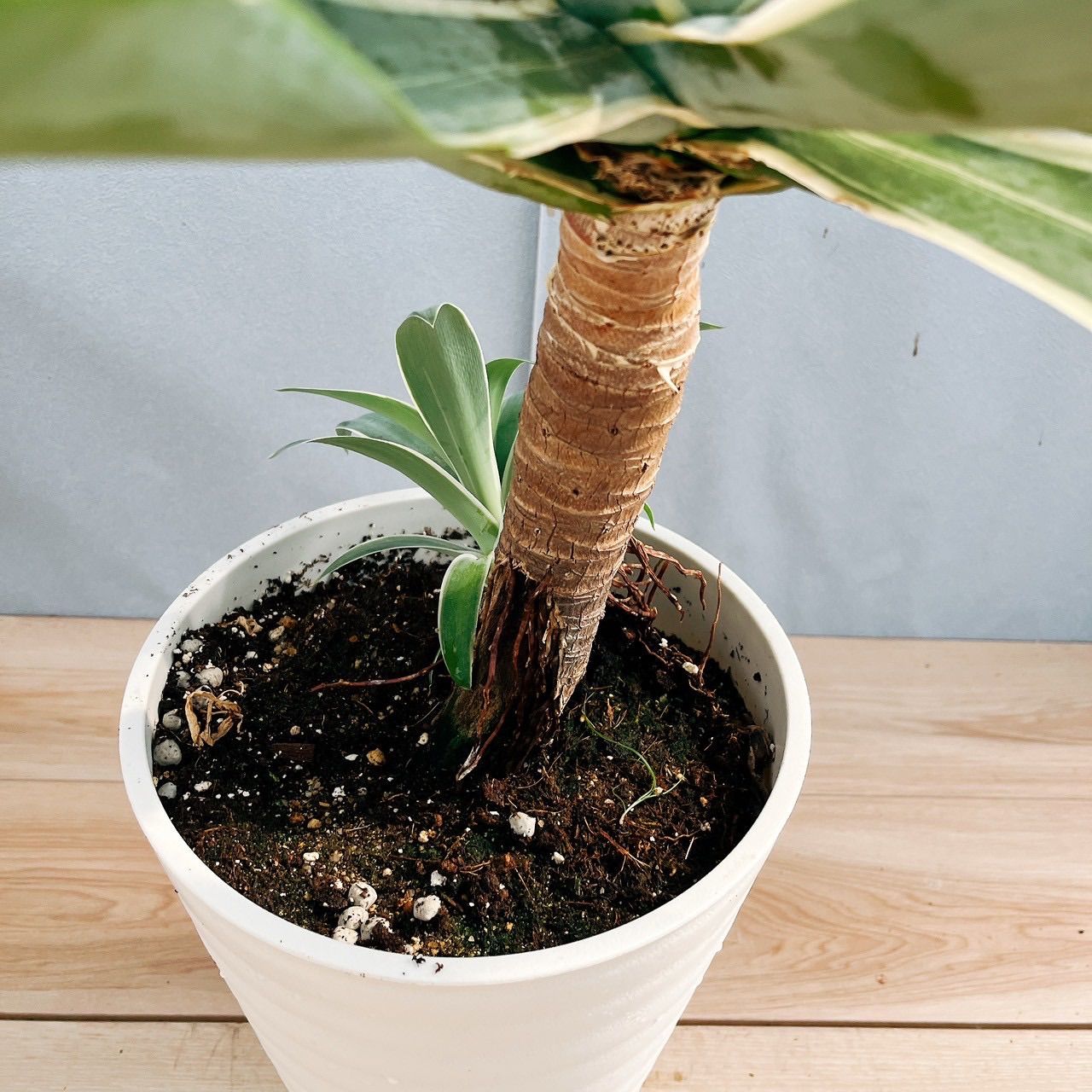 アガベ チタノタ 白亜 子株付き N PLANTS産 ブツブツ スタッズ チタノタ白亜】 Nプラさんの格好良いヤツ👍 ちょいブツブツ出てきまし