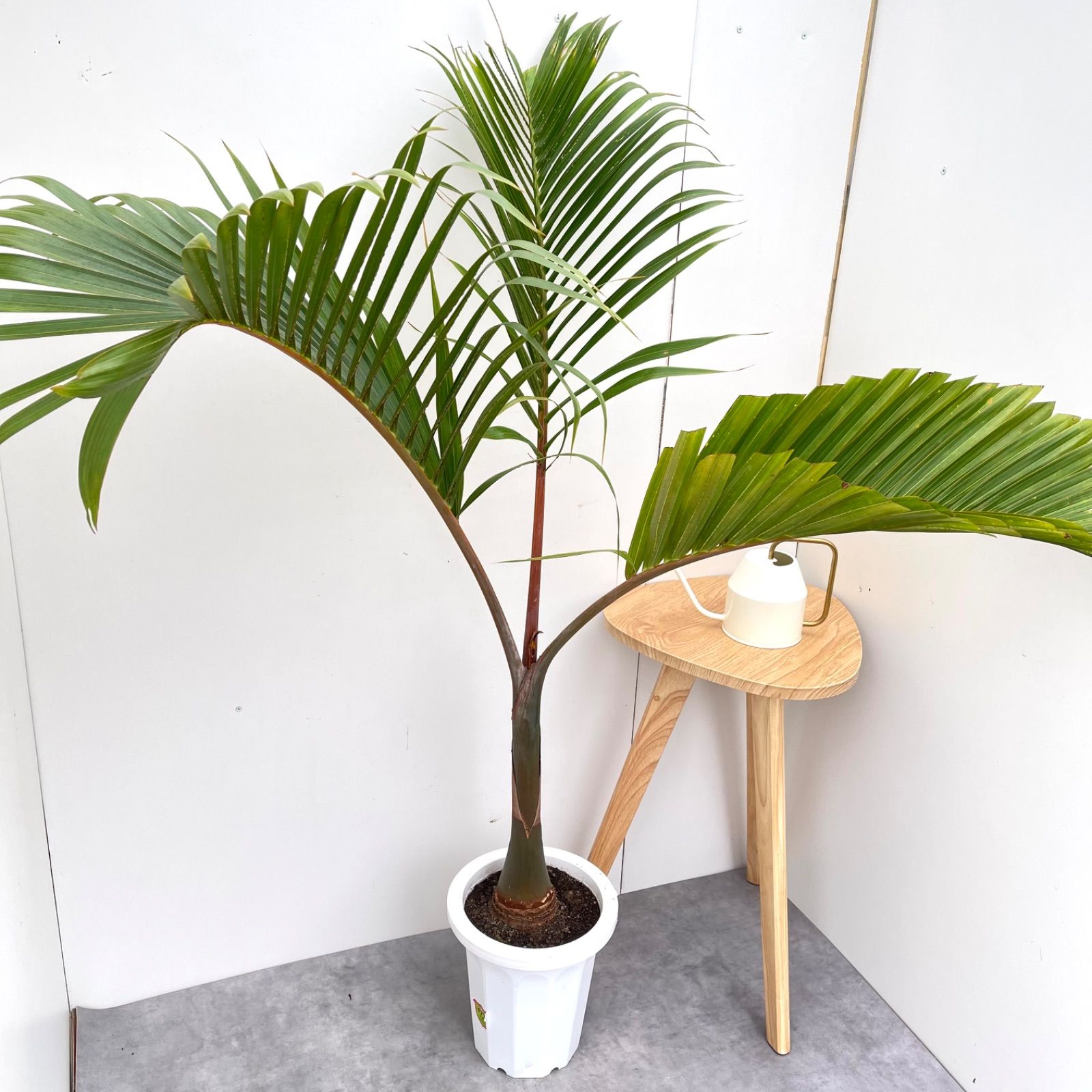 トックリヤシ ボトルパーム 現品 観葉植物 室内 大型