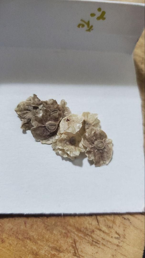 プテロカクタス フルセット 種子15種類 5粒ずつセット YUZUMIYA_COM