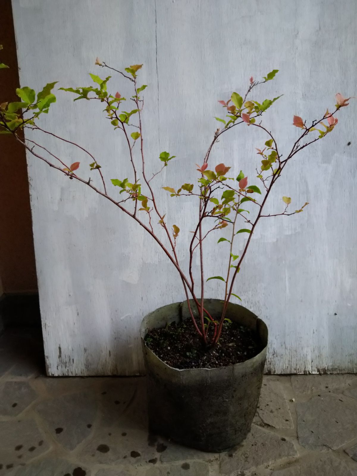 ナツハゼ株立/ 932 ナツハゼ株立/ 932 - メルカリ