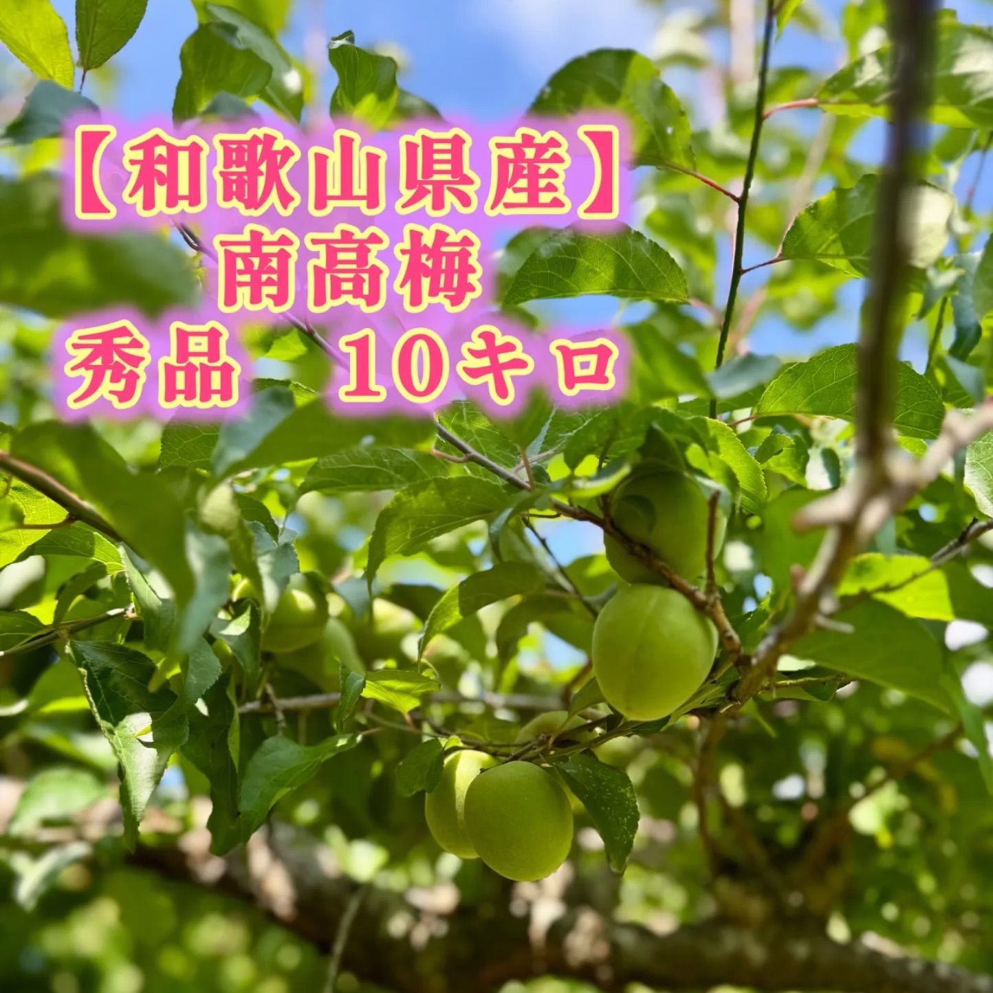 和歌山県産 南高梅 秀品 10キロ