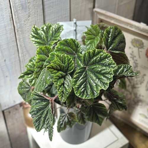 養生中　ベゴニア レア　メタリカ 養生中 ベゴニア レア メタリカ metallica/メタリカ – Begonia Club