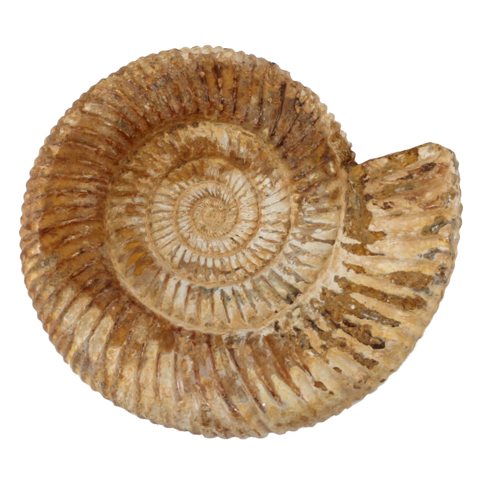 原石・517g】アンモナイト 化石 13cm 標本 マダガスカル産 肋が鮮明