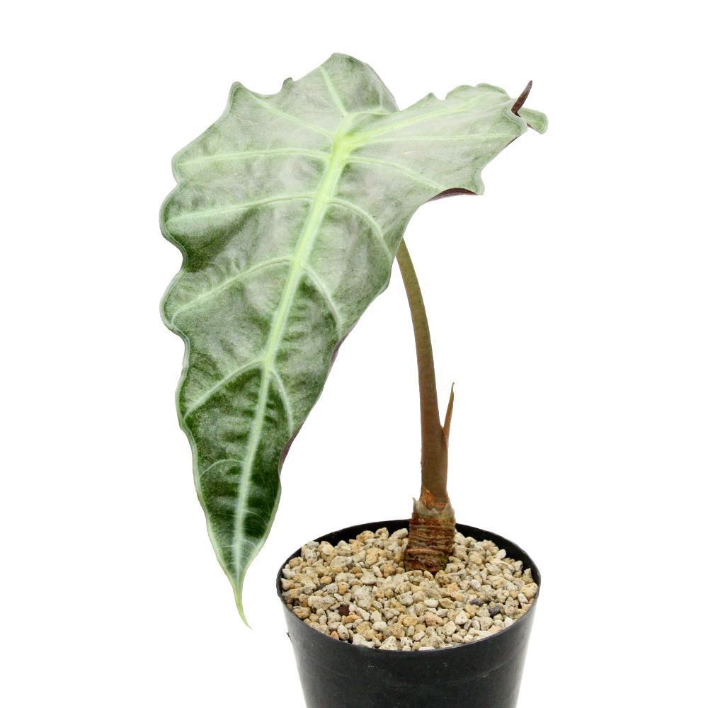 アロカシア アマゾニカ ミント斑入り 4号（1ポット）（349589