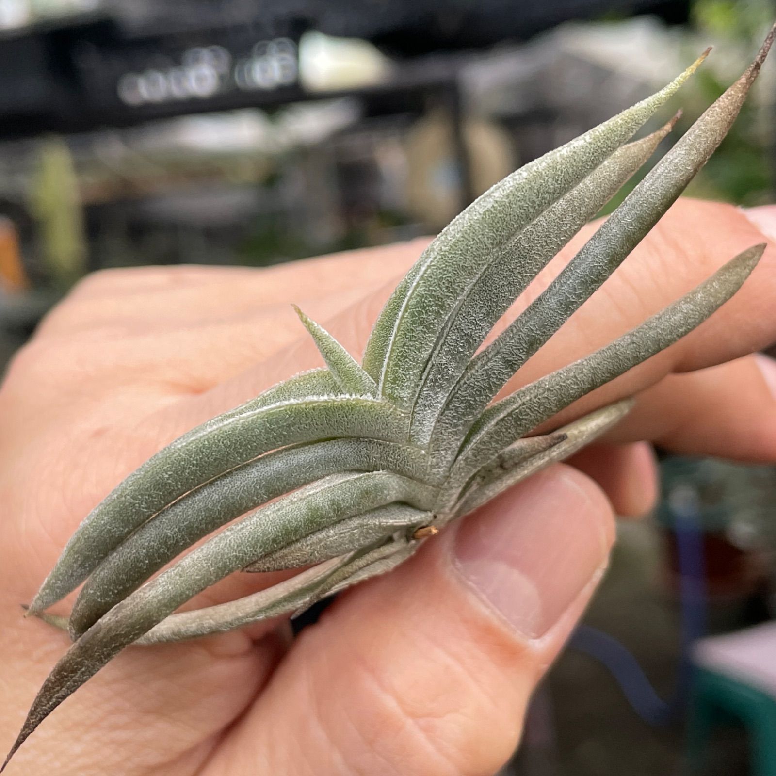 Tillandsia ギリエシー② Yahoo!オークション -「ギリエシー」(花、園芸) の落札相場
