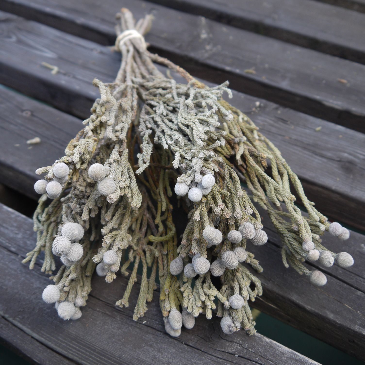 ✨9種MIX【B】ネイティブ プロテア グレビリア バンクシア スワッグ