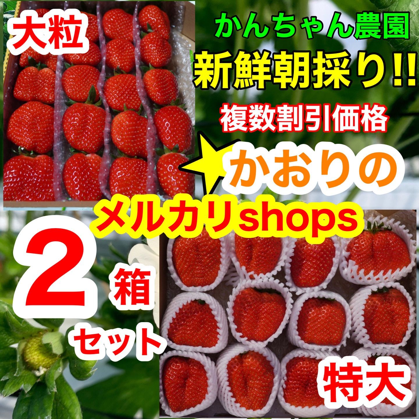 大粒＆特大いちご 2箱セット 新鮮朝採り 産地直送 かんちゃん農園の 